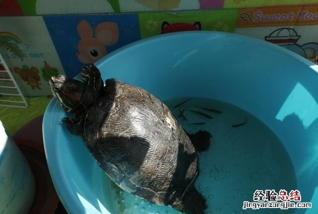 乌龟都吃什么长得比较快 乌龟都吃什么