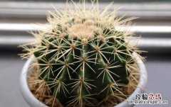 仙人球怎么养活 仙人球怎么养才会开花