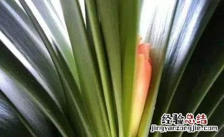 君子兰夹箭什么原因 君子兰夹箭该怎么办