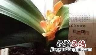 君子兰夹箭什么原因 君子兰夹箭该怎么办