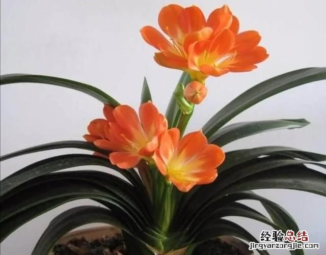 君子兰夹箭什么原因 君子兰夹箭该怎么办