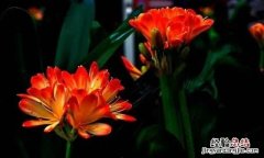 君子兰夹箭什么原因 君子兰夹箭该怎么办