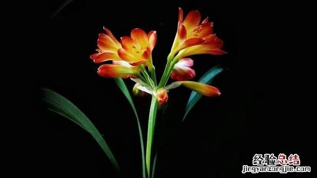 君子兰夹箭什么原因 君子兰夹箭该怎么办