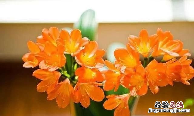 君子兰夹箭什么原因 君子兰夹箭该怎么办