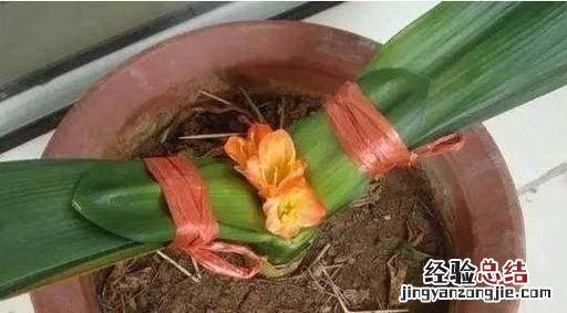 君子兰夹箭什么原因 君子兰夹箭该怎么办