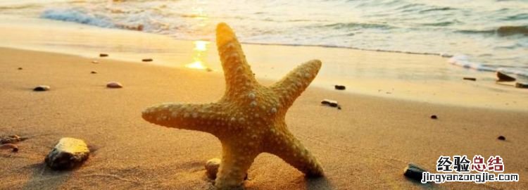 海星能吃，海星里面白色的颗粒能吃