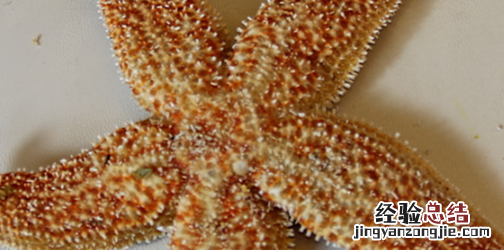 海星能吃，海星里面白色的颗粒能吃
