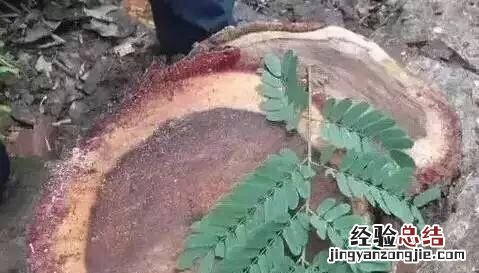 如何鉴别大红酸枝的真假 如何鉴别真假大红酸枝