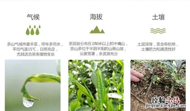 六安瓜片在哪里买到 六安瓜片为什么叫这个名字