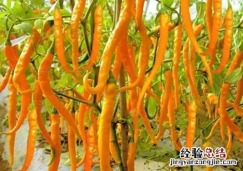 你去过湖南吗?对湖南有什么印象
