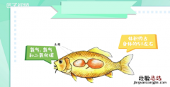 鱼鳔是什么
