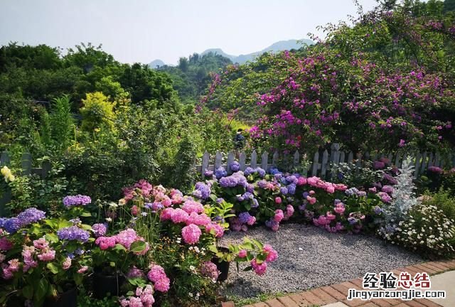 绣球花的种植方法