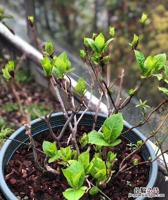 绣球花的种植方法