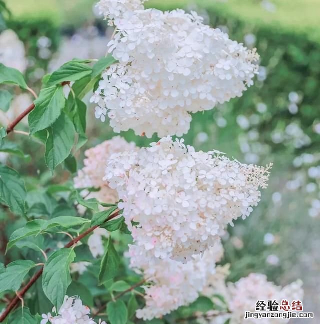 绣球花的种植方法