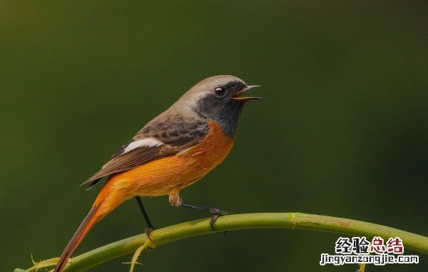 北红尾鸲是保护动物