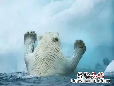北极熊会吃小北极熊吗,大北极熊和小北极熊哪个好