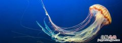 海母和水母区别