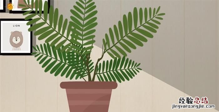含羞草怎么养