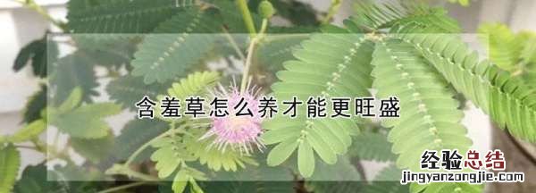 含羞草怎么养