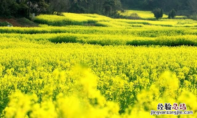 河南属于北方还是南方的