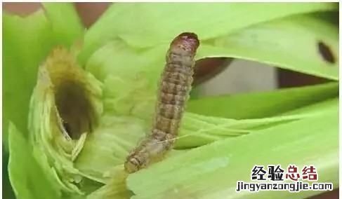 玉米里的虫子叫什么