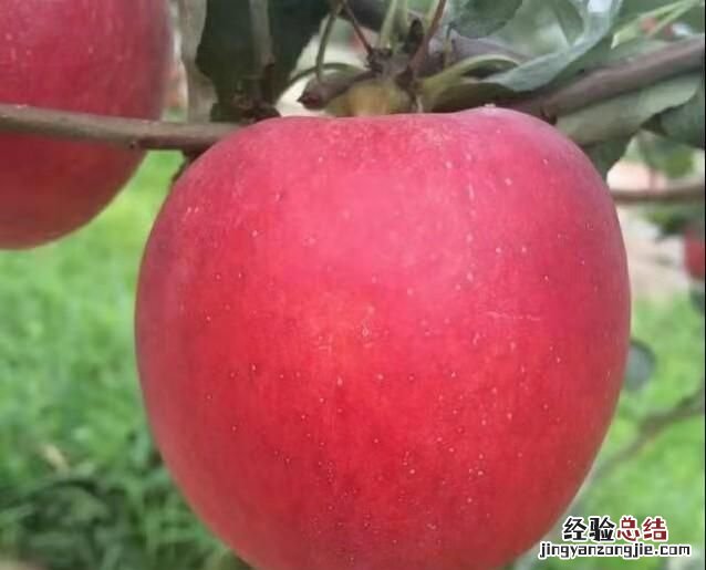 禁果是什么,为什么在圣经里,禁果是苹果呢