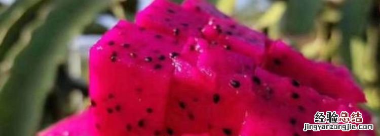 蜜宝是火龙果