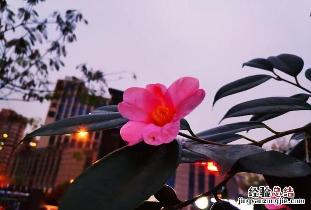 人类消失水泥建筑可以保留多少年