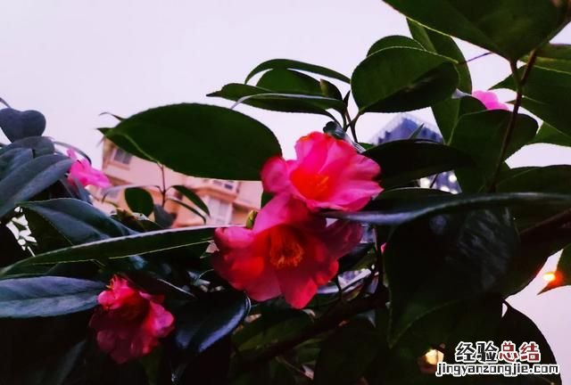 人类消失水泥建筑可以保留多少年