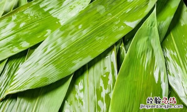 粽叶是什么植物的叶,粽子叶是什么植物的叶子