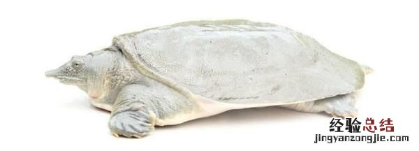 甲鱼怕冷