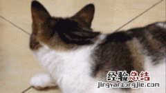 孕妇真的需要防辐射吗