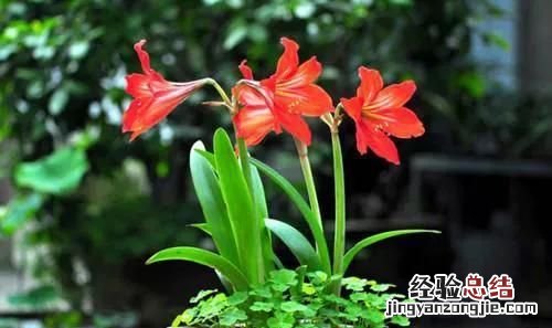 鹤顶红花有毒吗 鹤顶红花有毒性吗