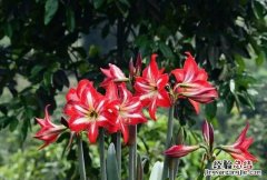鹤顶红花有毒吗 鹤顶红花有毒性吗