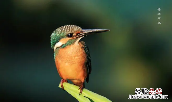 知更鸟是什么鸟