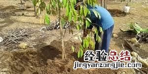 榴莲怎么种,榴莲怎么种呀