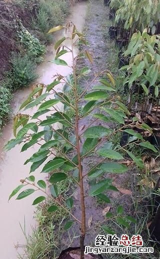 榴莲怎么种,榴莲怎么种呀