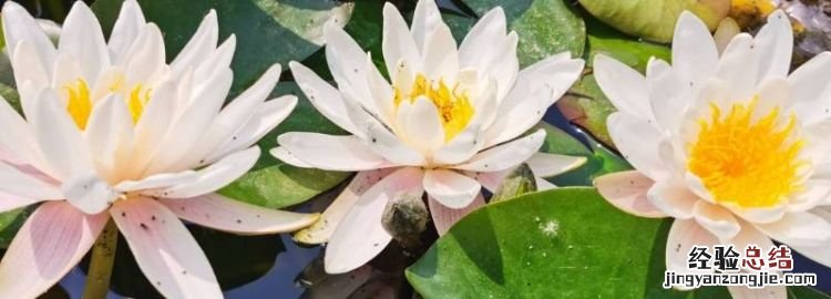 夏至吃什么