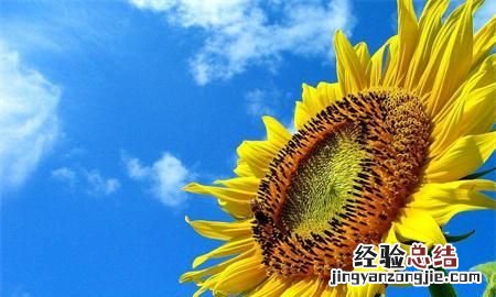 会计证档案调转手续如何办理