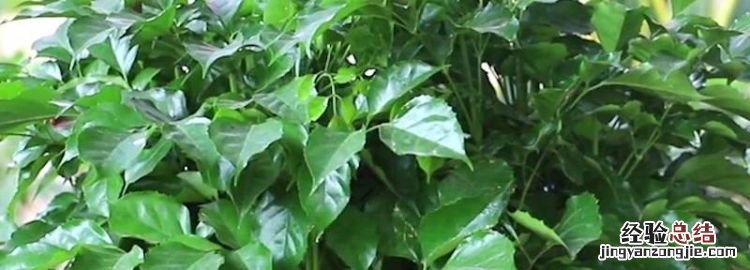 幸福树多久浇一次水