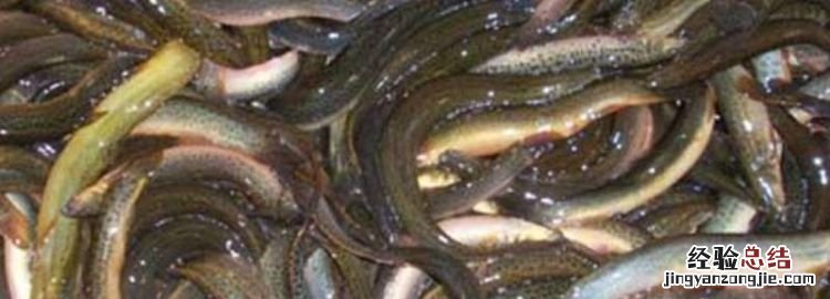 泥鳅煮多久杀死寄生虫，泥鳅把头剪去说有虫子正确
