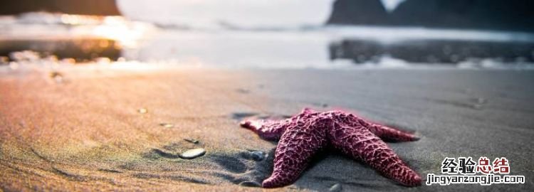 海星可以吃，海星怎么吃好吃