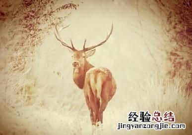 四不像是什么动物组成 四不像是什么动物生肖