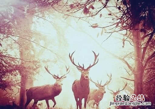 四不像是什么动物组成 四不像是什么动物生肖