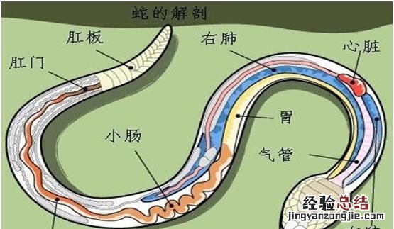 农村老话打蛇打七寸