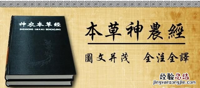姜配葱白煮水功效 葱白的功效是什么