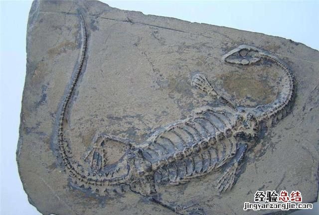 动物化石是怎样形成的