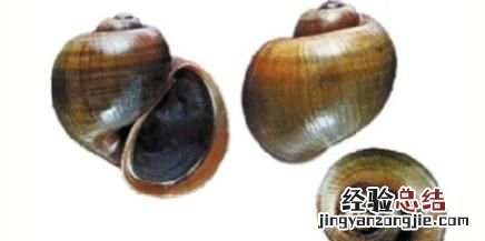 福寿螺和田螺如何区分,福寿螺和普通田螺怎么区分