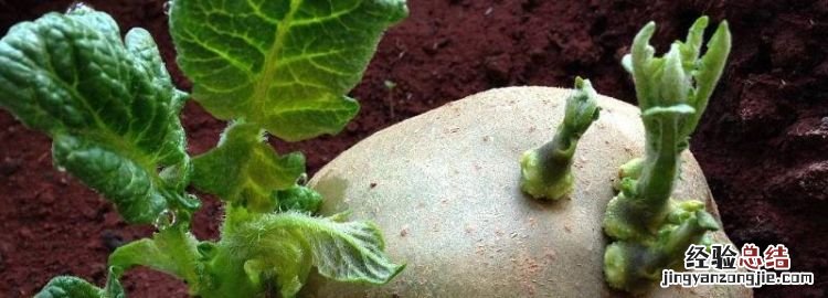 土豆发芽了还能吃