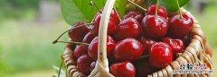 车厘子又称什么水果，车厘子是什么季节的水果
